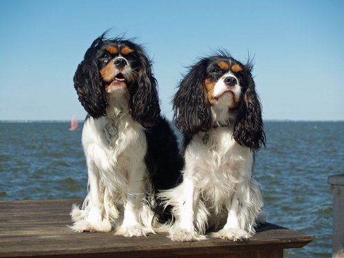 Cavalier King Charles: saiba tudo sobre esta raÃ§a