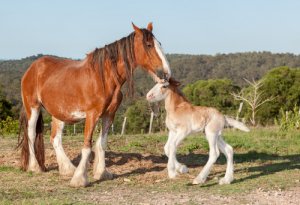 Clydesdale, o mais famoso cavalo britânico