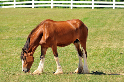 Cavalo Clydesdale