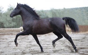 Cavalo Andaluz: conheça essa raça antiga
