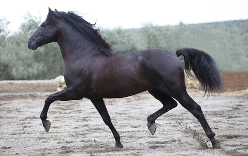 Cavalo Andaluz: conheÃ§a essa raÃ§a antiga