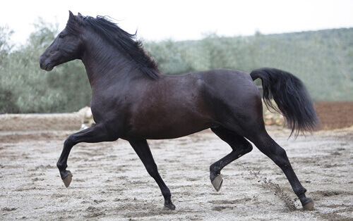 Cavalo andaluz: uma raça especial