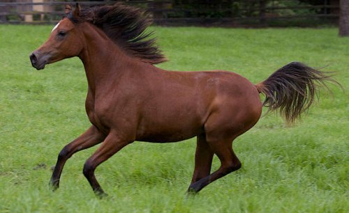Cavalo árabe, inteligência e elegância