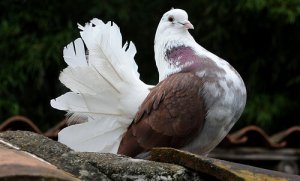 Cuidados com pombos: dicas e conselhos