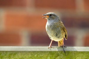 Identificar pássaros pelo canto: você sabe como?