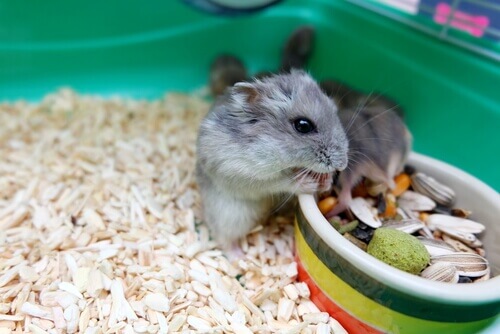 Comportamento dos hamsters: informações úteis