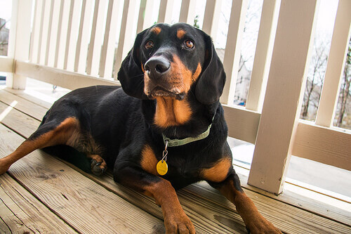 Coonhound preto e castanho: um excelente caÃ§ador