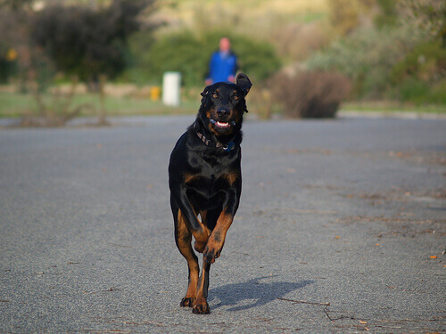 Coonhound preto e castanho correndo