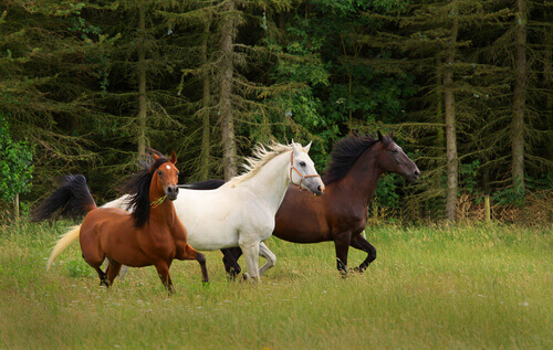 Cuidados na criação de cavalos