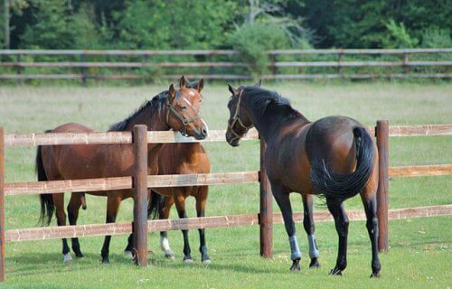 Criação de cavalos: cuidados e conselhos