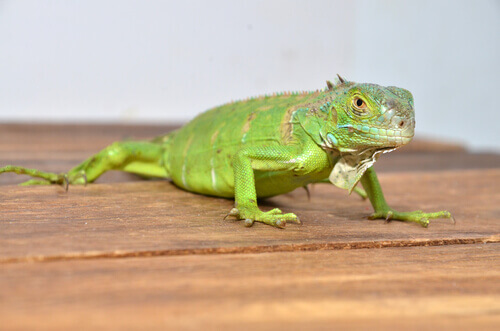 Criação de iguanas: o que você precisa saber