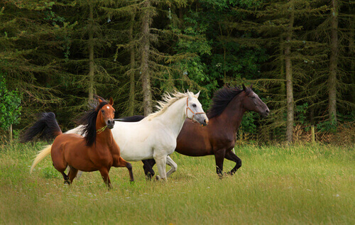 Cavalos correndo ao ar livre