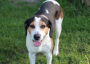 Criptorquidia em cães: saiba como tratar