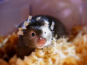 Quais os cuidados com um hamster?