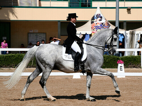 Curiosidades sobre o cavalo espanhol de raça pura ou cavalo andaluz