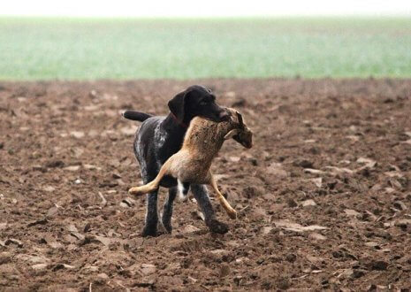cão é caçador com presa