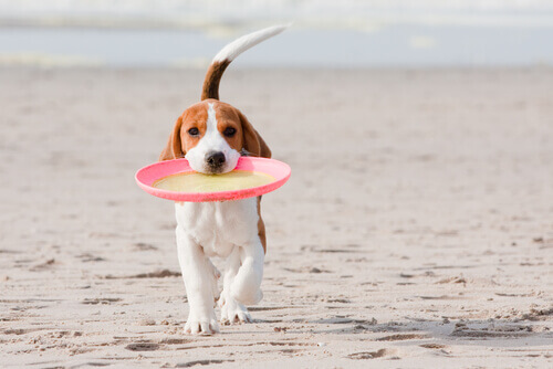 Cachorro caminhando com frisbee na boca