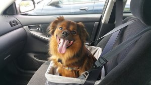 Seu cão sente tontura no carro? Atenção!