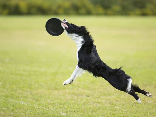 Brincadeiras no parque: o Disc Dog Brincadeiras no parque: o Disc Dog
