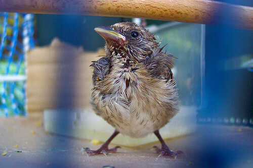 Doenças de aves em cativeiro: saiba mais