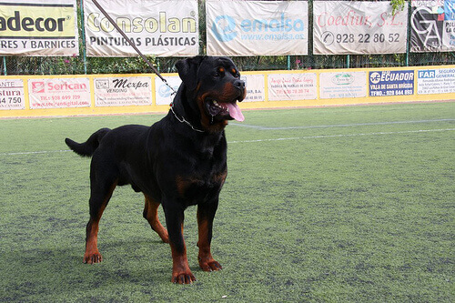 Educar um cão dominante: Rotweiller