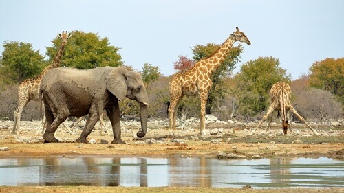 Girafas e elefante na África