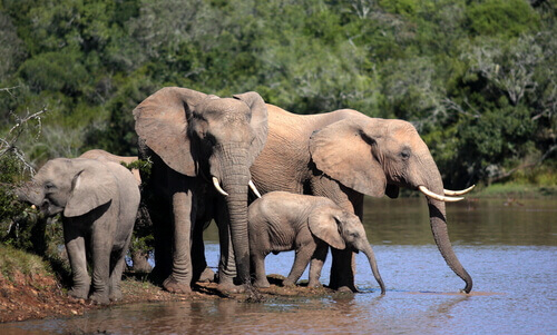 Família de elefantes bebendo água
