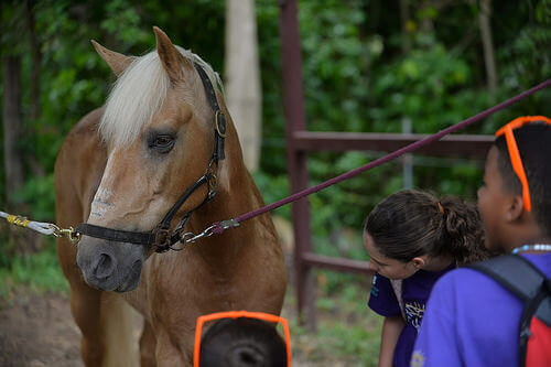 Terapia com cavalos para crianças