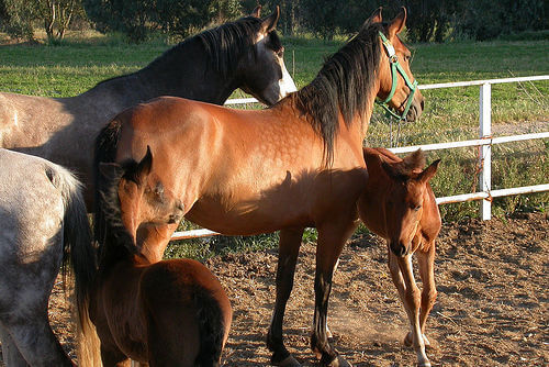 Cavalos com filhotes