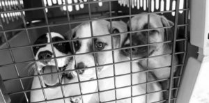 A esperança de vida para cães abandonados