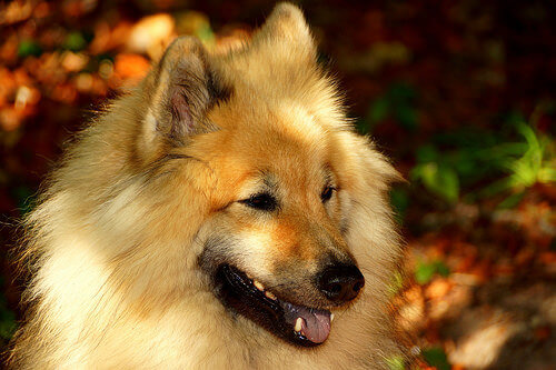 Eurasier: uma raça de cachorro relativamente nova