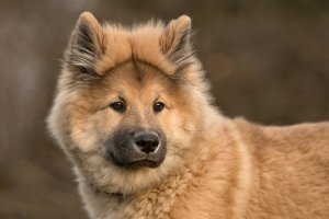 Eurasier, um cruzamento do Chow-Chow
