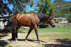 Ferração de cavalos sem riscos