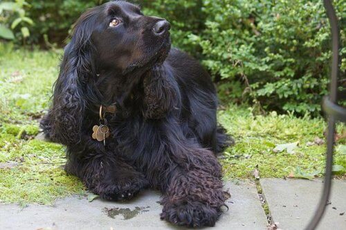 field spaniel