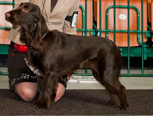 Field spaniel