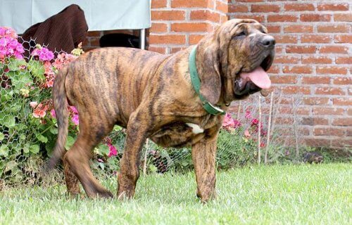 fila brasileiro