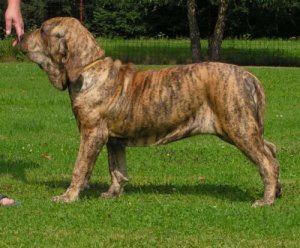 O fila brasileiro