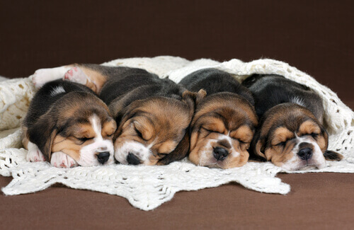 Filhotes de Beagle