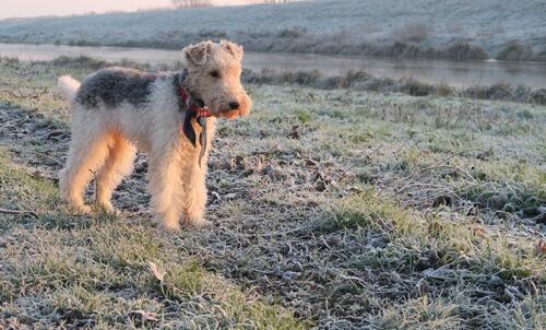 Fox Terrier