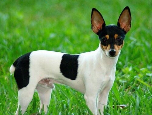 Toy Fox Terrier: conheÃ§a a raÃ§a