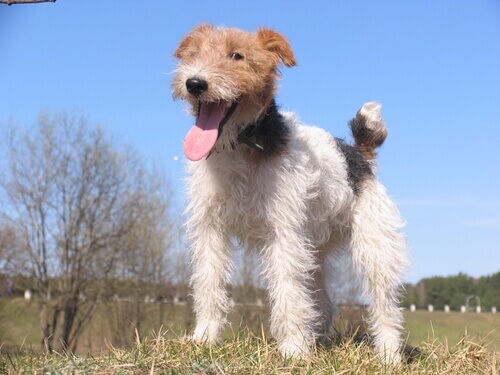 Fox Terrier de pelo duro