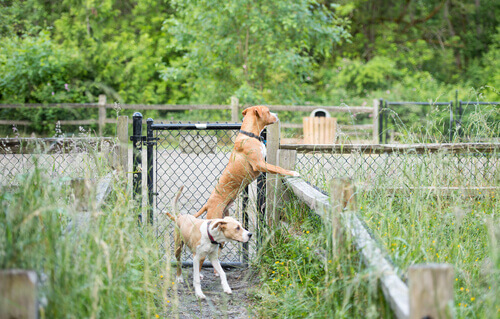 Cachorros olhando sobre a cerca