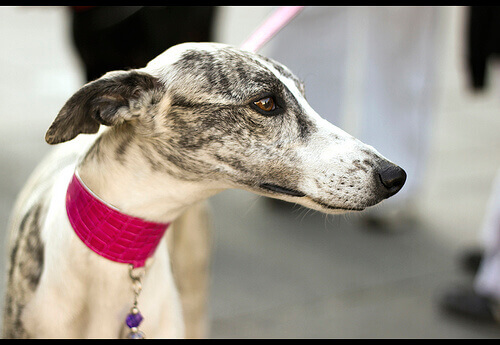 Galgo com coleira martingale