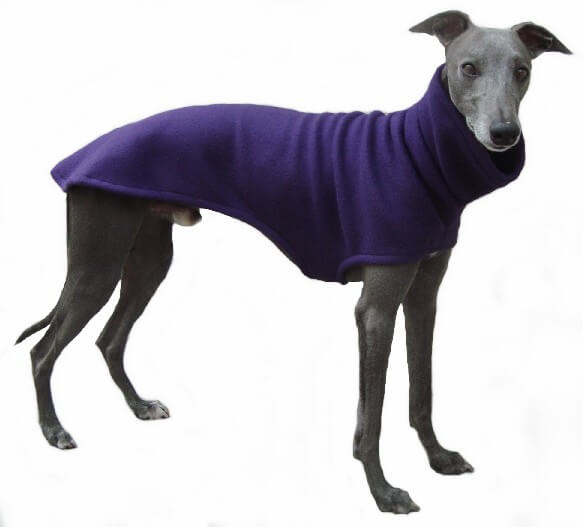 Galgo italiano usando roupa roxa