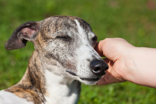 galgo espanhol