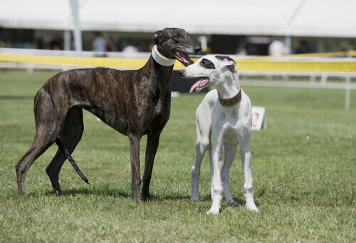 Galgos com a coleira Martingale