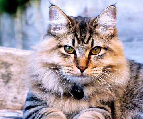 Gato Bobtail Americano