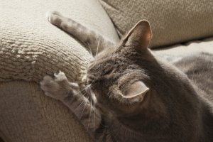 Como fazer com que o gato não arranhe a casa inteira?