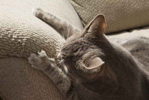 Como fazer com que o gato não arranhe a casa inteira? Como fazer com que o gato não arranhe a casa inteira?