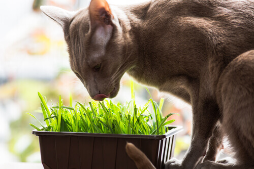 gato oriental comendo grama
